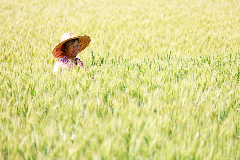 iShandong's tweet photo. #GrainBuds, the 8th #solarterm in the traditional Chinese calendar, begins today. It marks the time when grain seeds are plump but not yet ripe. Across #Shandong, wheat fields are thriving, and farmers are hard at work anticipating a bumper #harvest. #ShandongUpdates #24SolarTerm https://t.co/8smr9pTJRx