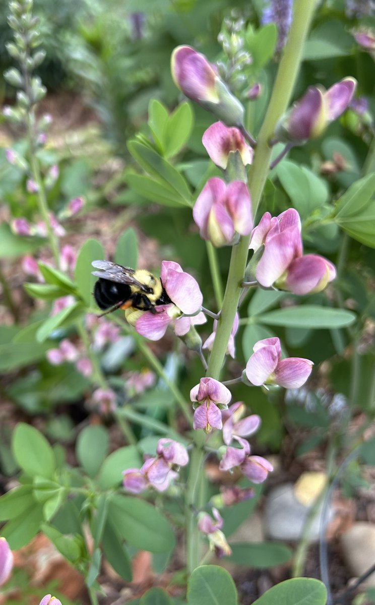 ilenagm's tweet photo. #WorldBeeDay is celebrating a very important member of every gardeners teamππ
#Flowers #Gardening #SaveTheBees #Bees #BeesMatter #PlantForBees #Plants https://t.co/OfdqqJ2qYk