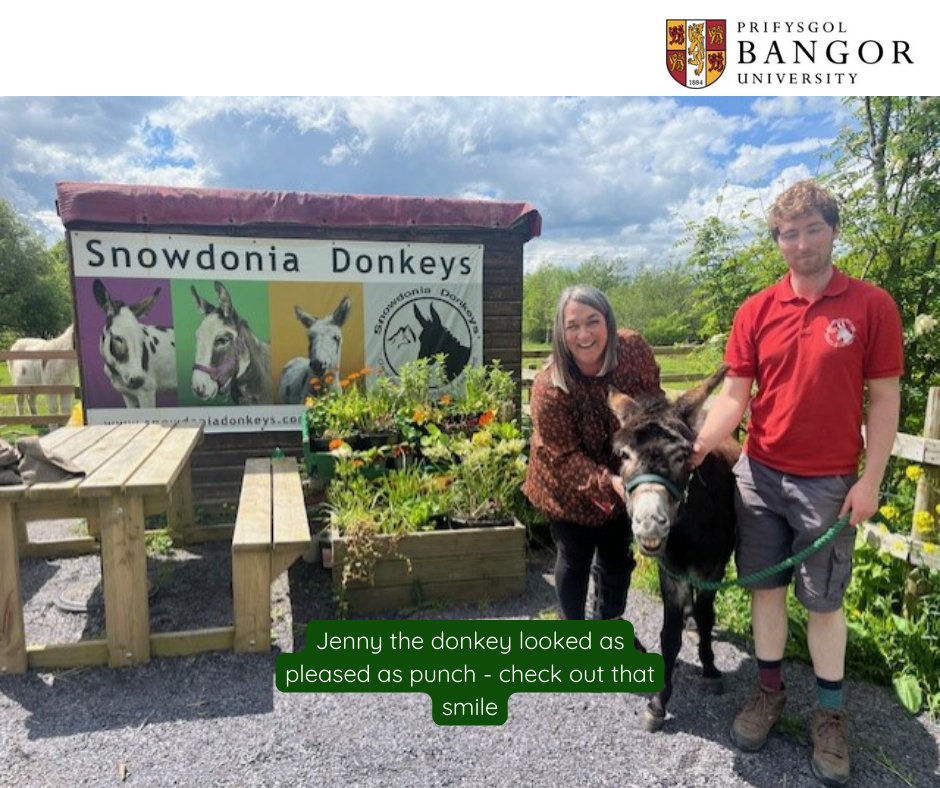 BangorCSEE's tweet image. Money collected at our end of year celebration was donated to @SnowdoniaDonkeys gave us an excuse to pay a visit.

#snowdoniadonkeys
#goodcause #donkey #bangor_university