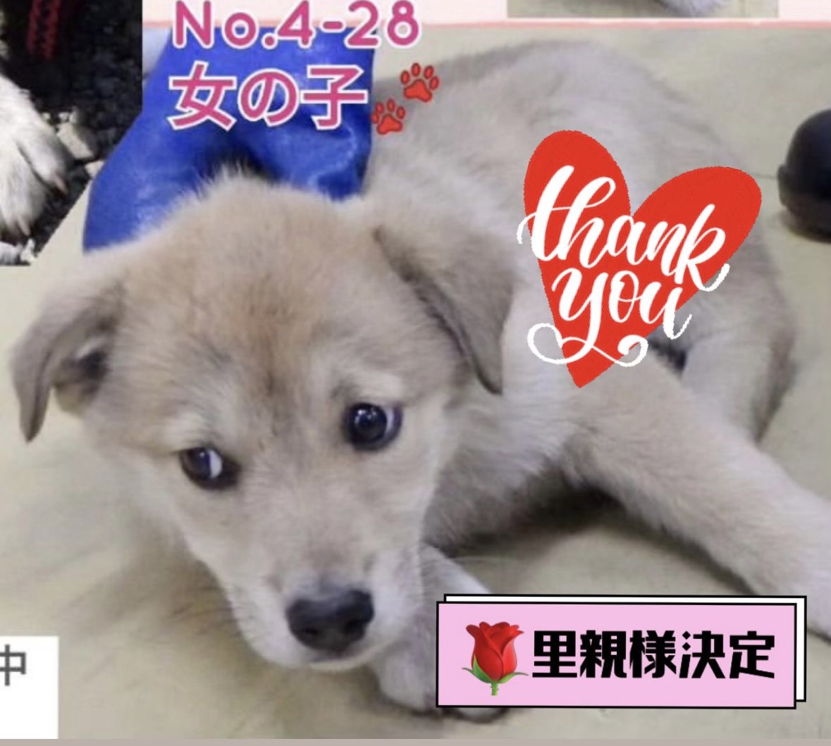 🌹報告します
栃木県動物愛護指導センター収容
3.4ヶ月の子犬の女の子は
里親様決定しました
里親様に感謝申し上げます
兄妹の男の子はボッチになりました
応援してください🍀🙏🏻