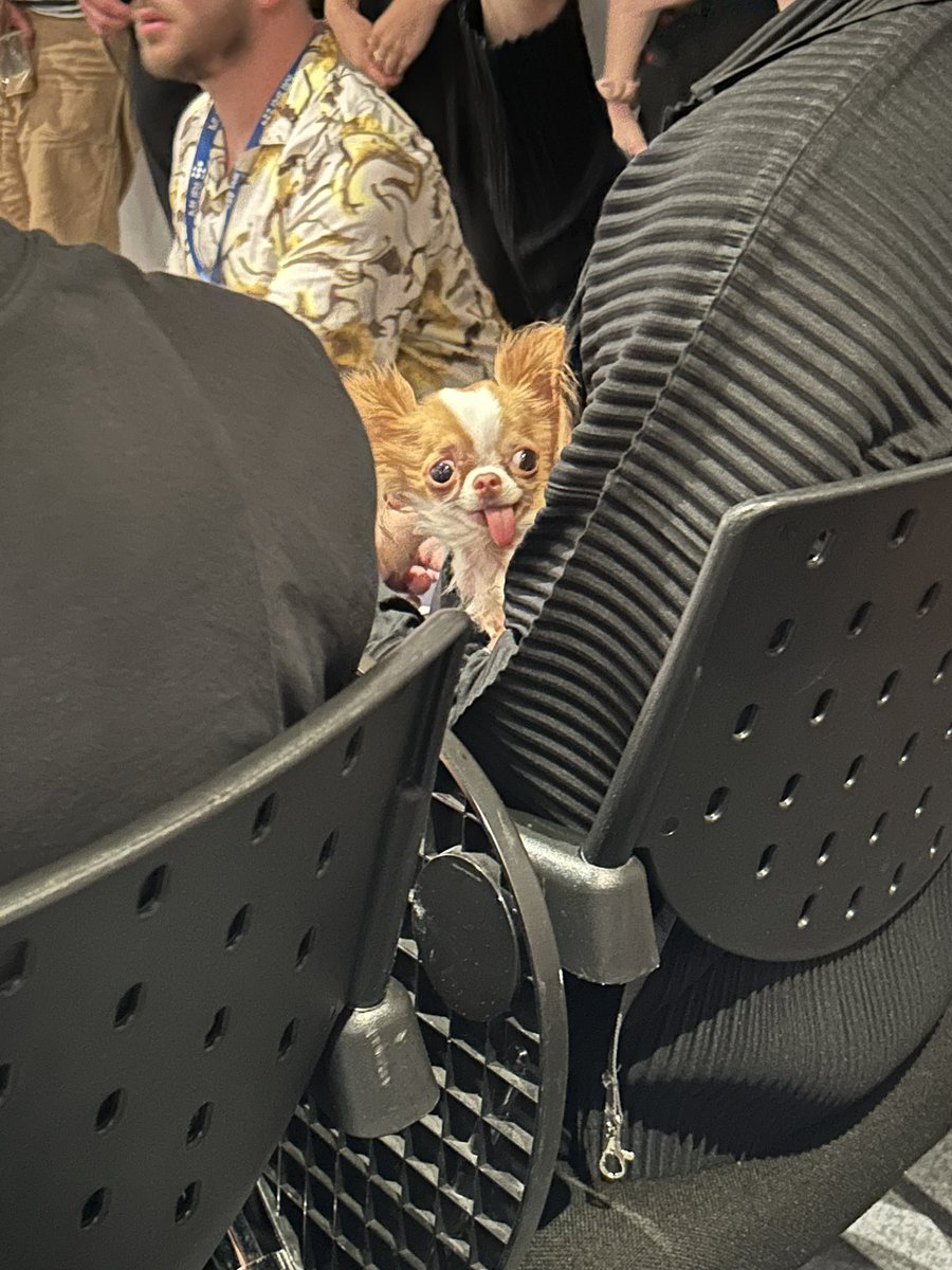 pepablanes's tweet image. El perro de Demi Moore en la rueda de prensa de #Cannes2024