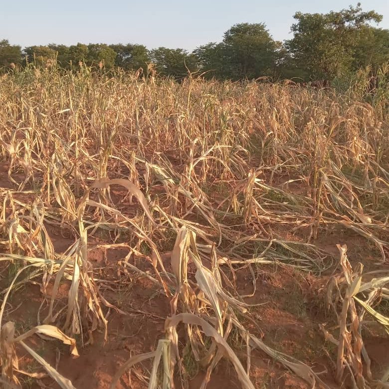 In Southern Africa the El Nino driven drought has scorched harvests & left 16.4 million people facing a food crisis. Many livestock are now dying due to a loss of pasture. In southern Zimbabwe our partner is training farmers to produce animal feed to keep valuable livestock alive