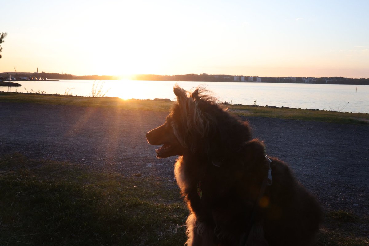 charmelectrino's tweet photo. Backlight for the win!
#photography #dog #dogsofx #photographylovers #sunset #sunsetphotography #photographysouls #photographydaily #photographyisart #photographyaccountย #photographyday #photographynature https://t.co/syPy3MzasE