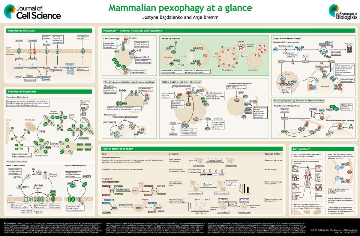 In their Cell Science at a Glance article, Justyna Bajdzienko and @AnjaBremm @IBC2_GU @goetheuni present our current knowledge on the control of mammalian pexophagy, including the role of ubiquitylation. journals.biologists.com/jcs/article/13… #OpenAccess