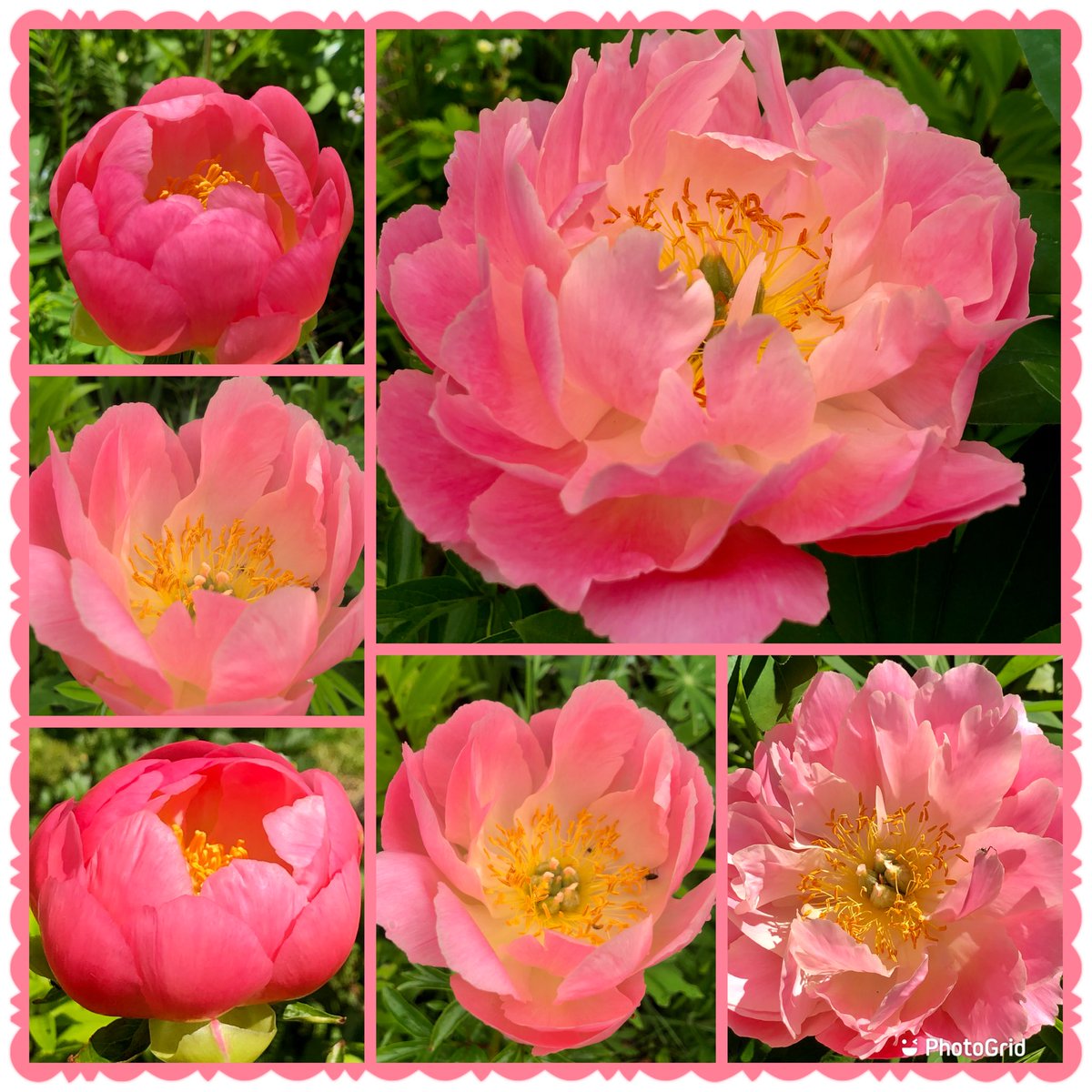 Peony Coral charm #Peony #Flowers #Gardening #MondayVibes #SunnyWeather