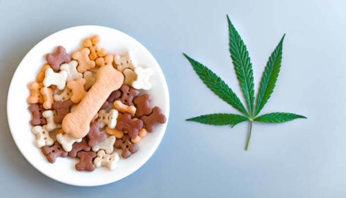 Top 5 Homemade Cannabis-Infused Treats for Pets

#homemadepettreats #CannabisCare #pettreats #petcare #cannabistreats #PetWellness #diypettreats #NaturalPetCare #HealthyPets #reduceanxiety #jointhealth #organicproducts #healthypettreats

tycoonstory.com/top-5-homemade…