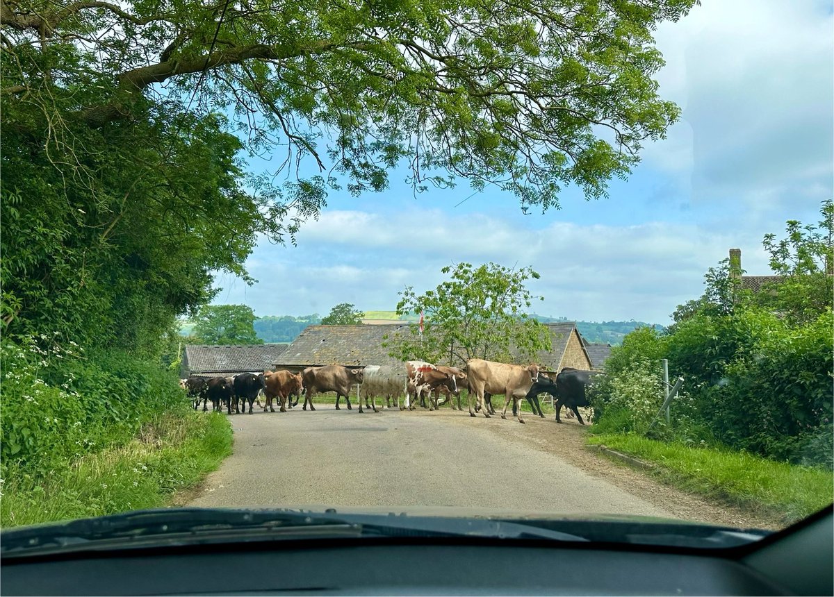 This morning’s rush hour in the Cotswolds…