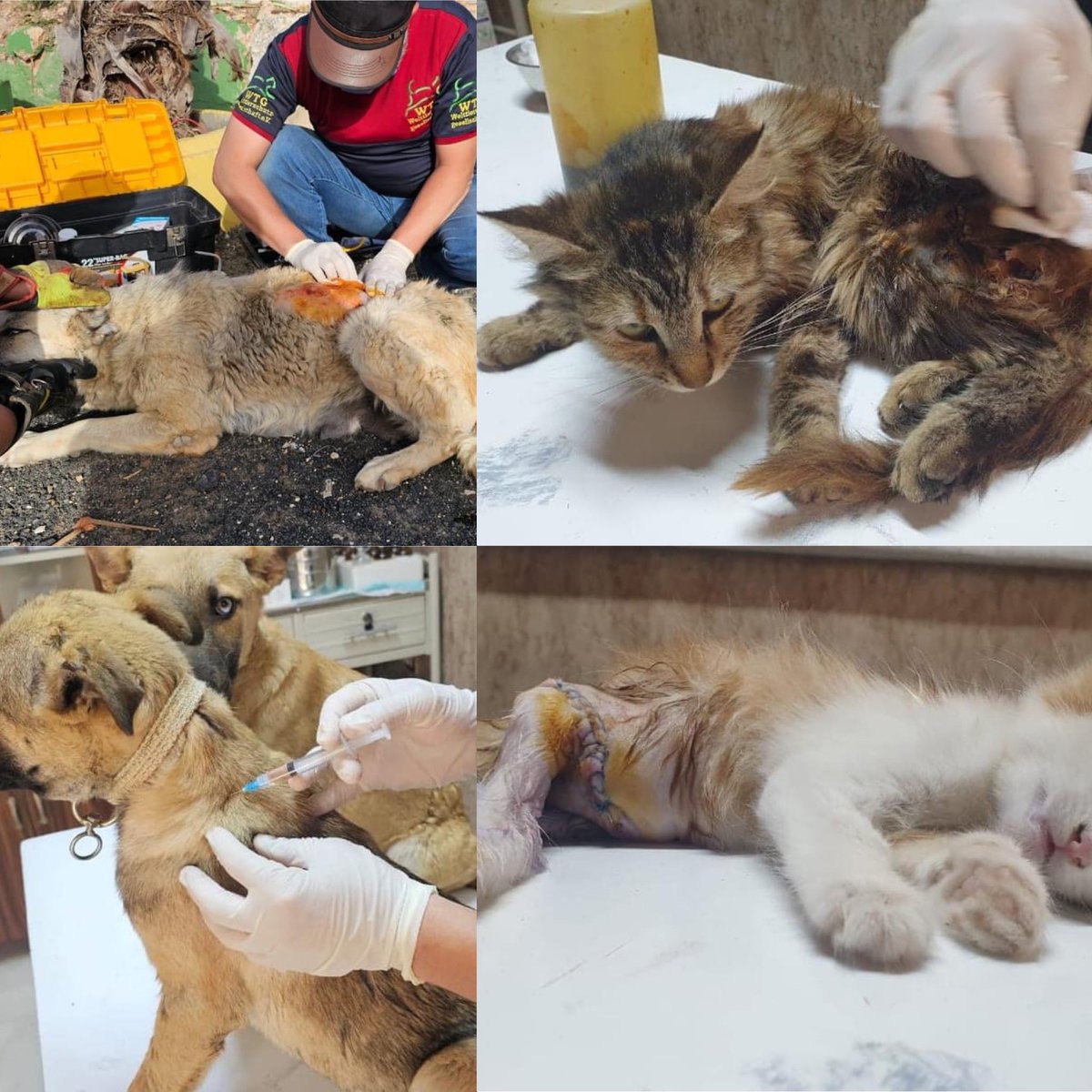 theAleppoCatmen's tweet photo. Welcome to our veterinary clinic. All our treatments are given freely  to the animals and their owners. Because for these people, living in a war zone in Syria, there would be no treatments at all without us.
Hernias repaired, Caesarean section for a cat, wounds treated, life prolonging treatments given, wounds stitched, spaying and neutering, blood tests, xrays, bones reset, delicate and skilled surgeries - and this week a very tiny kitten badly bitten by a dog.
This just a little collage of some cases this week we have really a lot of animals in need of.
We are  many friends here. Can you imagine what we could do, if every member donated 1 or 2 euros each month?
Instead we are still €2000 away from closing our monthly fundraisers.
If you enjoy our posts, if you believe we are making a difference to animal welfare in NWSyria, if you don't donate to us, please will you consider doing so?
We are really at our witts end.
Thank you for reading.

https://t.co/UTaTOMLSl6

https://t.co/47UmKe4V2g

https://t.co/7O5AbL3YZi