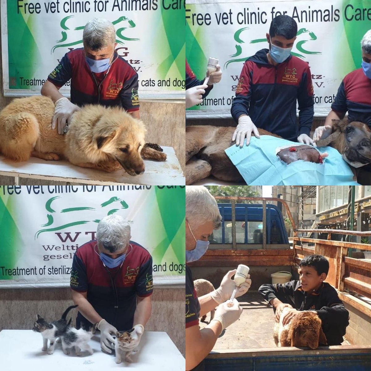 theAleppoCatmen's tweet photo. Welcome to our veterinary clinic. All our treatments are given freely  to the animals and their owners. Because for these people, living in a war zone in Syria, there would be no treatments at all without us.
Hernias repaired, Caesarean section for a cat, wounds treated, life prolonging treatments given, wounds stitched, spaying and neutering, blood tests, xrays, bones reset, delicate and skilled surgeries - and this week a very tiny kitten badly bitten by a dog.
This just a little collage of some cases this week we have really a lot of animals in need of.
We are  many friends here. Can you imagine what we could do, if every member donated 1 or 2 euros each month?
Instead we are still €2000 away from closing our monthly fundraisers.
If you enjoy our posts, if you believe we are making a difference to animal welfare in NWSyria, if you don't donate to us, please will you consider doing so?
We are really at our witts end.
Thank you for reading.

https://t.co/UTaTOMLSl6

https://t.co/47UmKe4V2g

https://t.co/7O5AbL3YZi