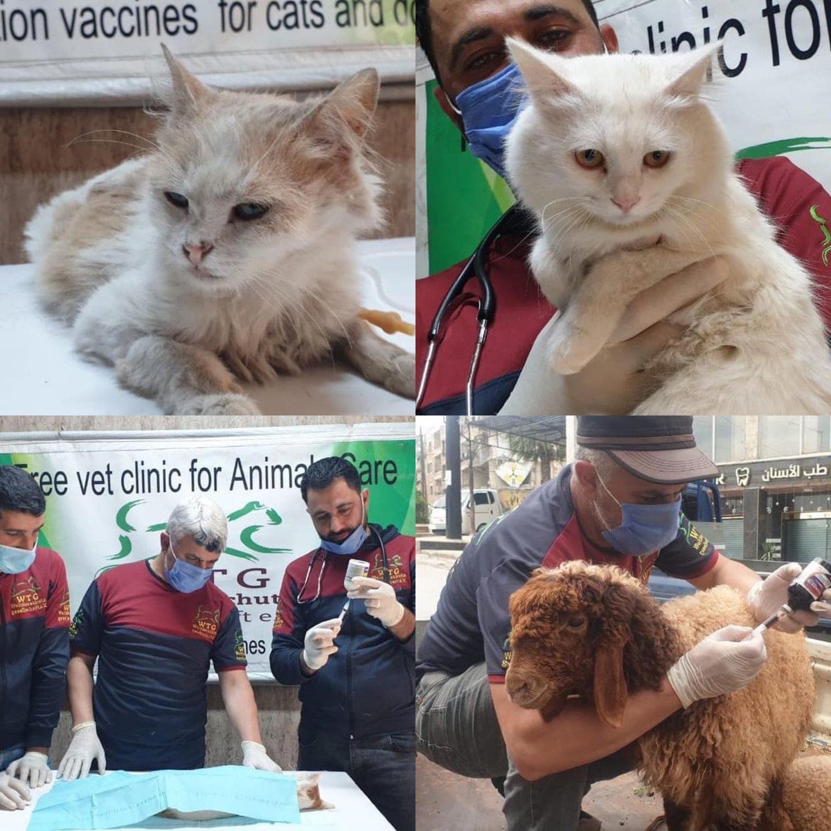 theAleppoCatmen's tweet photo. Welcome to our veterinary clinic. All our treatments are given freely  to the animals and their owners. Because for these people, living in a war zone in Syria, there would be no treatments at all without us.
Hernias repaired, Caesarean section for a cat, wounds treated, life prolonging treatments given, wounds stitched, spaying and neutering, blood tests, xrays, bones reset, delicate and skilled surgeries - and this week a very tiny kitten badly bitten by a dog.
This just a little collage of some cases this week we have really a lot of animals in need of.
We are  many friends here. Can you imagine what we could do, if every member donated 1 or 2 euros each month?
Instead we are still €2000 away from closing our monthly fundraisers.
If you enjoy our posts, if you believe we are making a difference to animal welfare in NWSyria, if you don't donate to us, please will you consider doing so?
We are really at our witts end.
Thank you for reading.

https://t.co/UTaTOMLSl6

https://t.co/47UmKe4V2g

https://t.co/7O5AbL3YZi