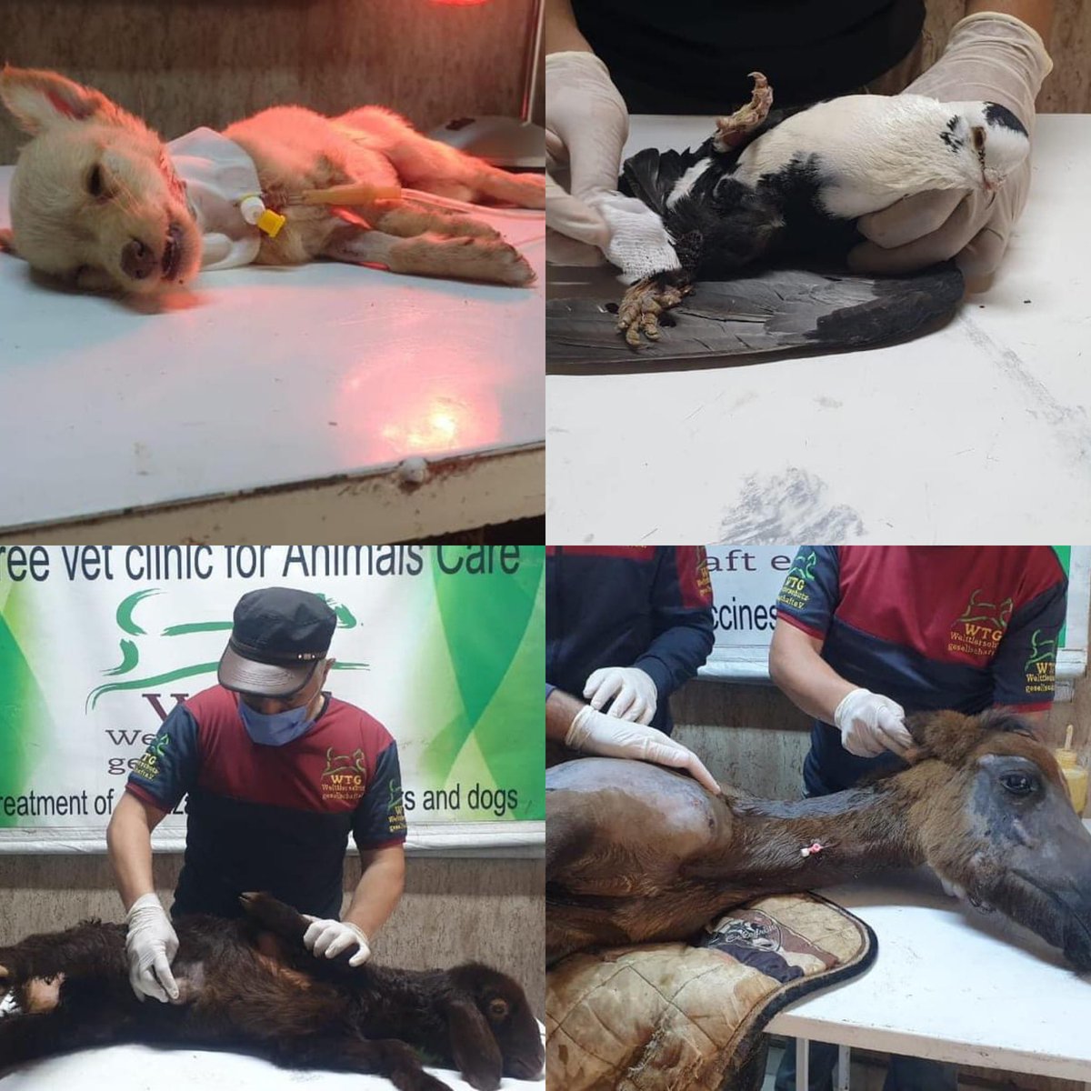 theAleppoCatmen's tweet photo. Welcome to our veterinary clinic. All our treatments are given freely  to the animals and their owners. Because for these people, living in a war zone in Syria, there would be no treatments at all without us.
Hernias repaired, Caesarean section for a cat, wounds treated, life prolonging treatments given, wounds stitched, spaying and neutering, blood tests, xrays, bones reset, delicate and skilled surgeries - and this week a very tiny kitten badly bitten by a dog.
This just a little collage of some cases this week we have really a lot of animals in need of.
We are  many friends here. Can you imagine what we could do, if every member donated 1 or 2 euros each month?
Instead we are still €2000 away from closing our monthly fundraisers.
If you enjoy our posts, if you believe we are making a difference to animal welfare in NWSyria, if you don't donate to us, please will you consider doing so?
We are really at our witts end.
Thank you for reading.

https://t.co/UTaTOMLSl6

https://t.co/47UmKe4V2g

https://t.co/7O5AbL3YZi