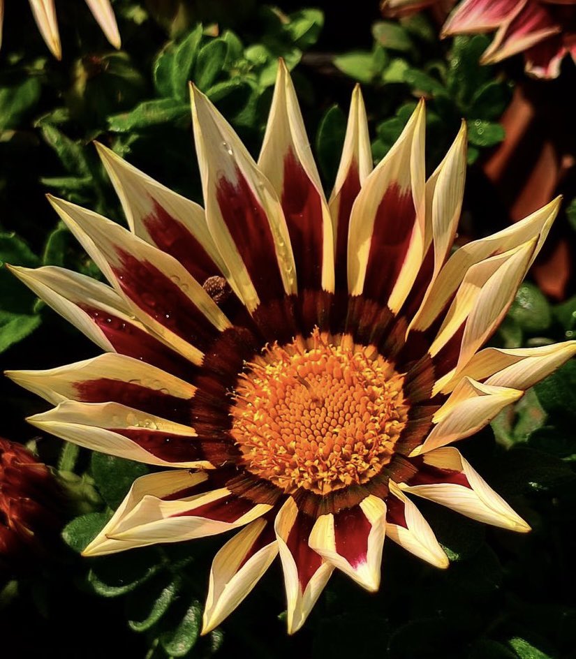 One interesting thing about Gazania flowers is that they close at night🌙 and on cloudy days☁️, opening again in full sunlight🌞💛❤️