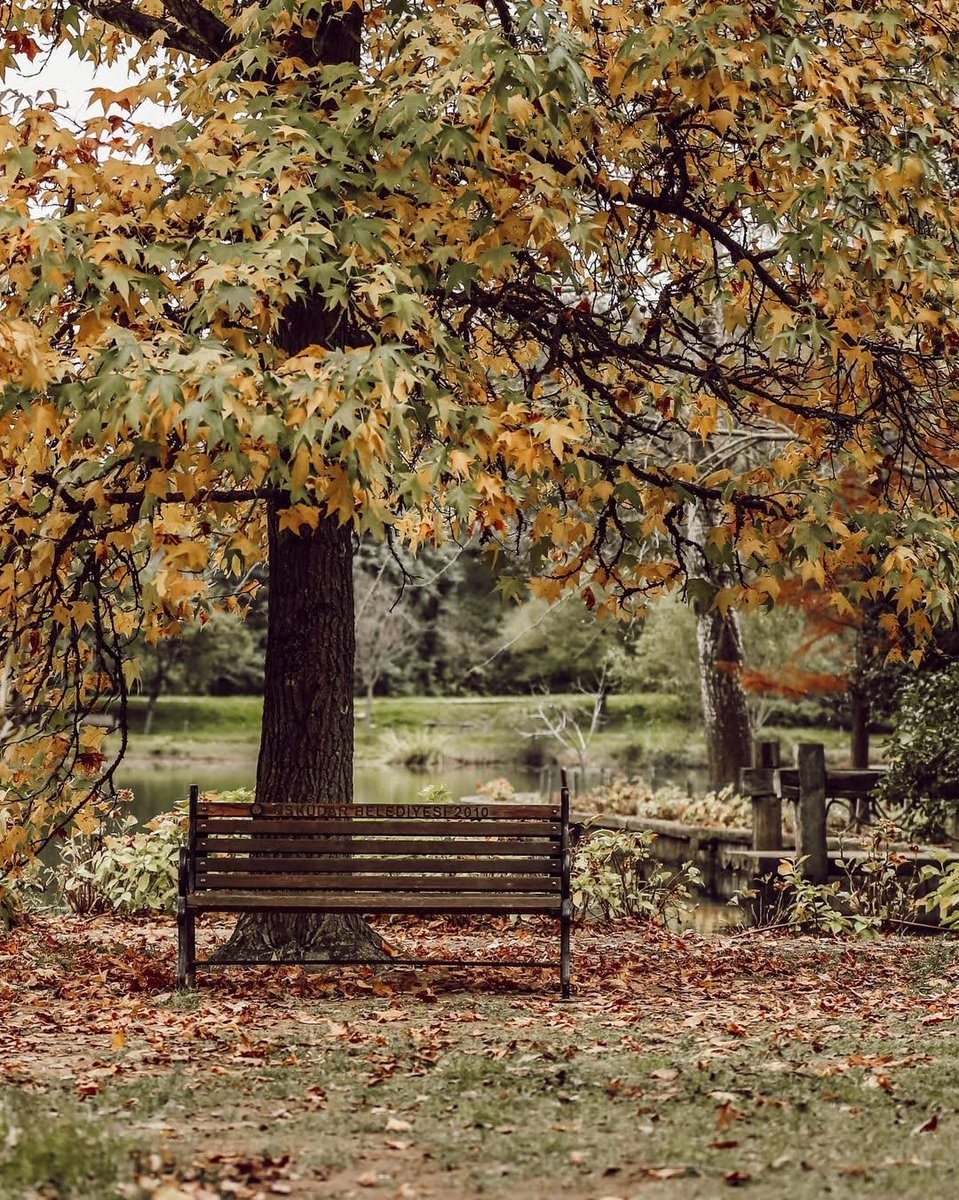 Every autumn, the Atatürk Arboretum in İstanbul is transformed into a kaleidoscope of colours. The leaves on the trees change colour before they fall to the ground, creating a beautiful scene that is sure to take your breath away. #İstanbul 📸 IG: admbrs