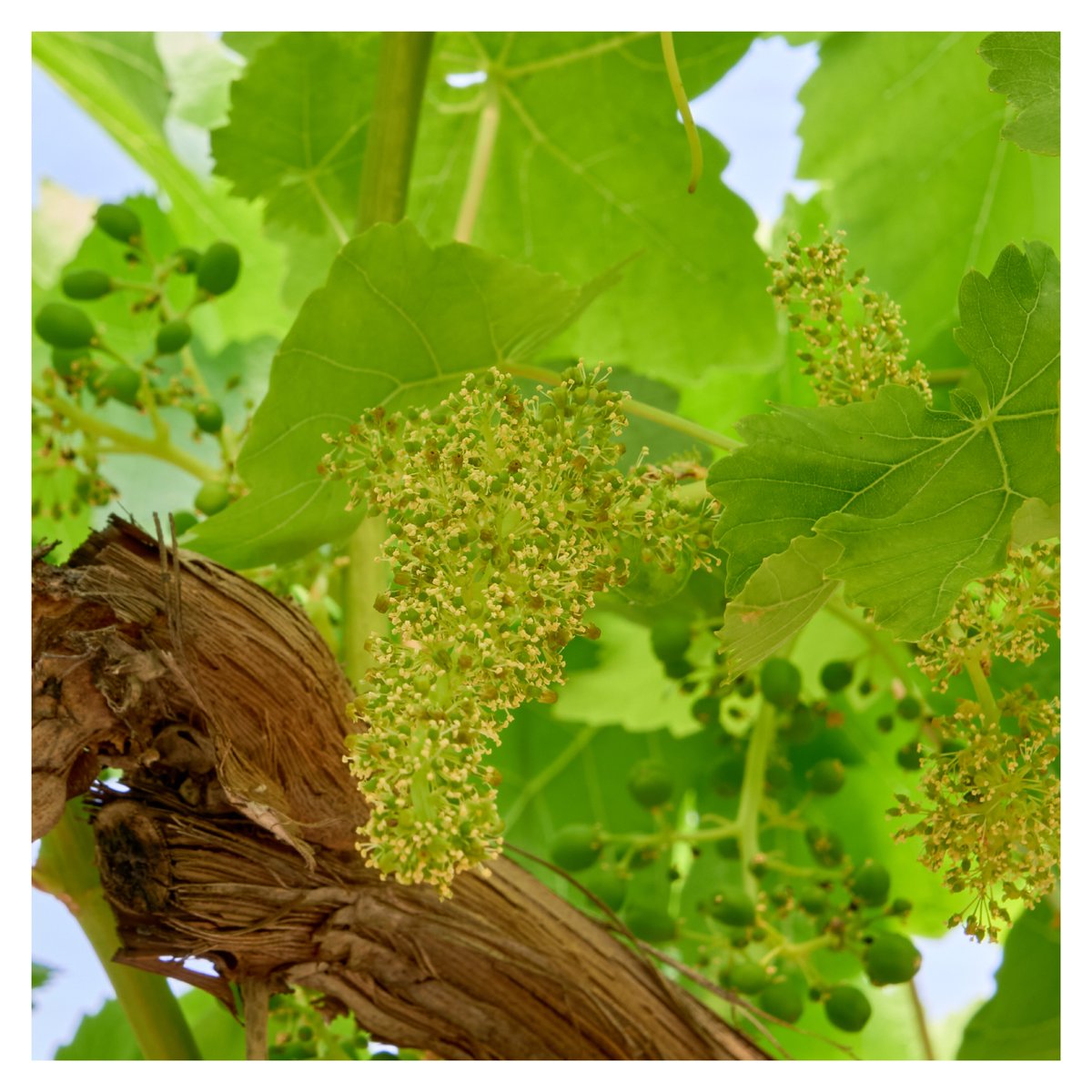 Uvasdoce's tweet photo. ¿Sabías qué la floración se produce en primavera y es primordial, ya que determina el volumen y la calidad de la futura cosecha?
https://t.co/nchwmVcAY8
#ciclodeluva #uvasdoce #uvas #grapes #sabor #poda #brotacion #floracion #podaenverde #engorde #recoleccion #envasado #web https://t.co/E8jSQmrFVi