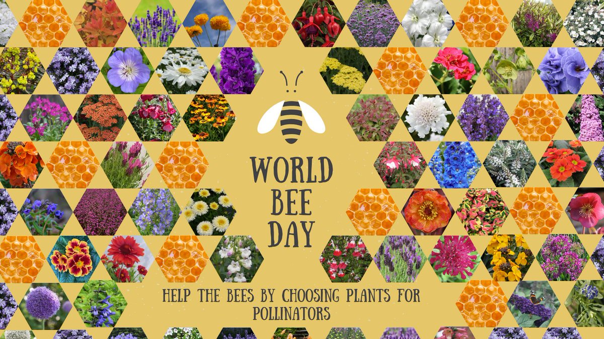 You can find out more information on what plants are the best for pollinators by visiting the RHS website here. rhs.org.uk/science/conser…