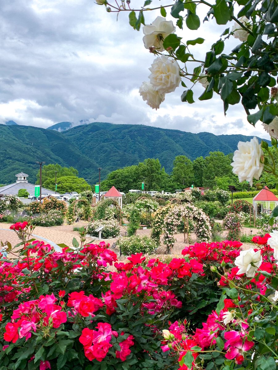 ．
【バラと緑の自然豊かな大規模公園】
　〜富士川クラフトパーク〜
⁡
色とりどりの薔薇、広大な芝生広場、大型遊具など、家族で一日中楽しめるクラフトパーク！
⁡
薔薇は今週末くらいまで楽しめそうですよ♪

#ばら #バラ園 #写真 #風景写真 #写真スポット #写真映え #山梨観光 #観光スポット