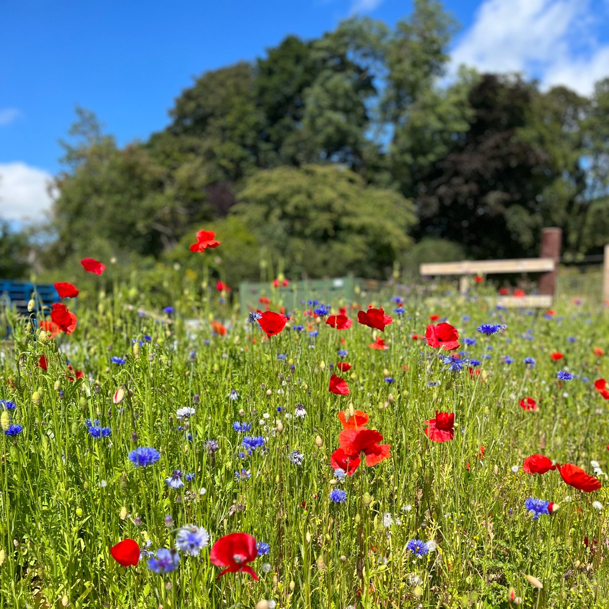 🐝 Today is World Bee Day 🐝

We continue our efforts to promote biodiversity on the farm by preparing our wild flowers to bloom again this summer. We look forward to brining a pop of colour to the farm!

#WorldBeeDay #Biodiversity #Sustainability