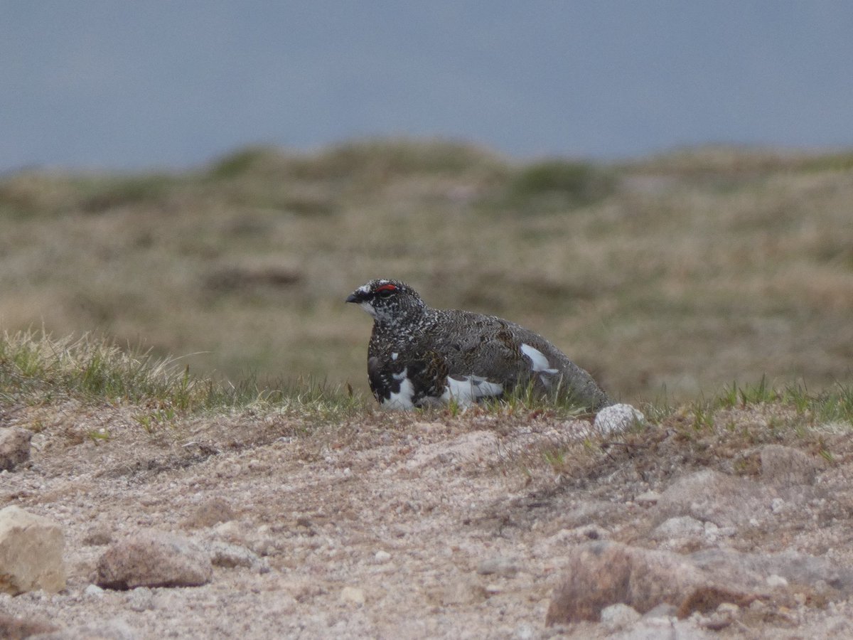 Outer Hebrides with non-birding parents and friend somehow still produced 123sp. Highlight was 19km hike in Cairngorms bumping into a male Ptarmigan metre away from us. The nearby female - stunning! Also, Golden Eagle, WTE, Corncrake, Red-necked Phalarope, BTD, Ring Ouzel