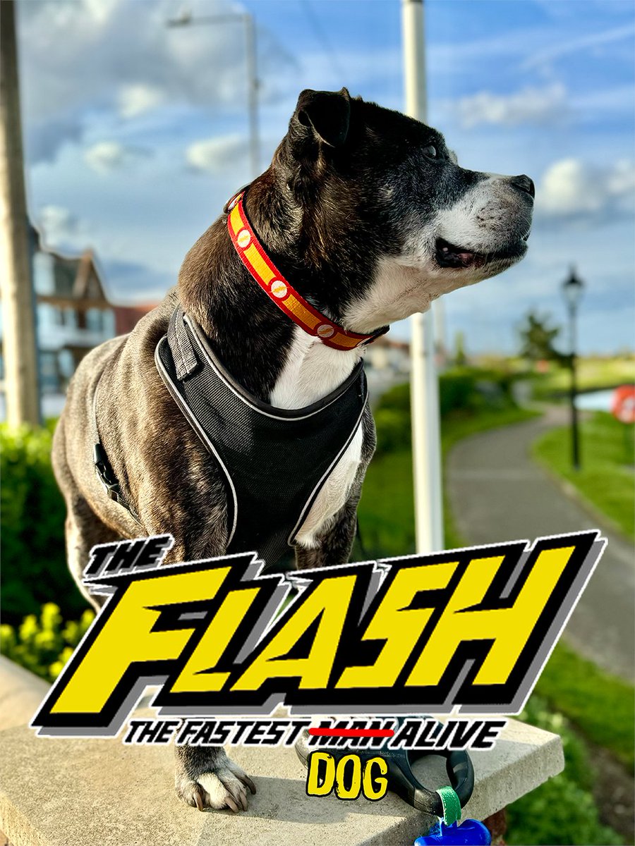 HugglePets tweet media