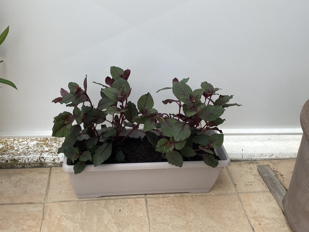 Madame_Poppins's tweet photo. A 9:35, j’entrais chez André Fleurs. J’en sortais à 10:15.
A 11:30, j’avais tout mis dans « les bacs idoines, ajouté la terre bio plantes de balcon », balayé pour que ça soit propre.
Je suis officiellement devenue une daronne Level Master 😂 #MonBalcon
Extraits👇🏽 https://t.co/4Ag2WZDjGu