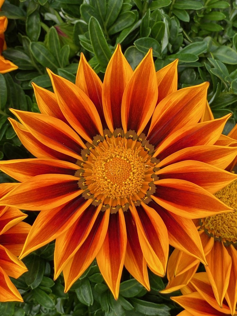 Good morning 🧡 my sweet friends 🧡
Yet another South African beauty,
The gazania daisy is also known as the treasure flower. An interesting feature is that it closes at night and on cloudy days, opening again in full sunlight. It represents wealth and riches.