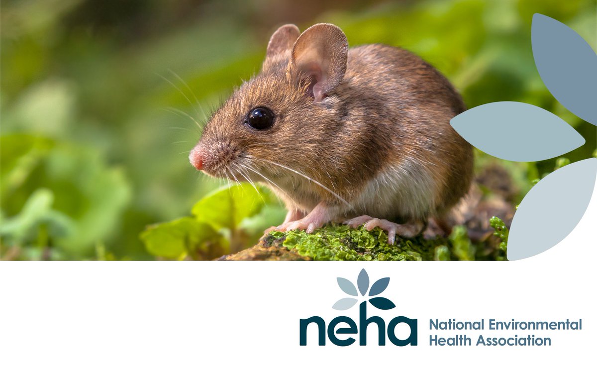 Join us for our Integrated Rodent Management webinar on May 21. Learn the basics of rodent biology and behavior, with tips on how to prevent, exclude, and manage an ever-growing population of nuisance pests. Register at neha.org/vector-webinars.