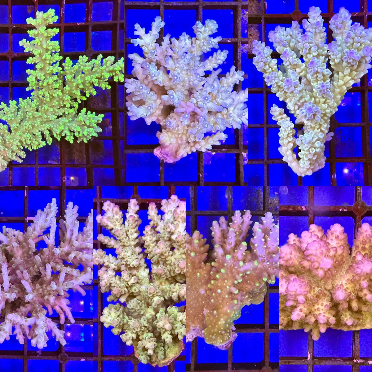 All new Fiji Acropora colonies now in stock available in store or online
#allmymoneygoestocorals #aquarium #aquariumhobby #marinetank #reefaddict #reeftankaddiction #marinelife #corals #acropora #Fiji #coral #fijicoral