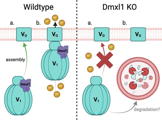 #AdvanceArticles: 'Dmxl1 is an Essential Mammalian Gene that is Required for V-ATPase Assembly and Function In Vivo' by Eaton et al. ow.ly/loJZ50RLVFI