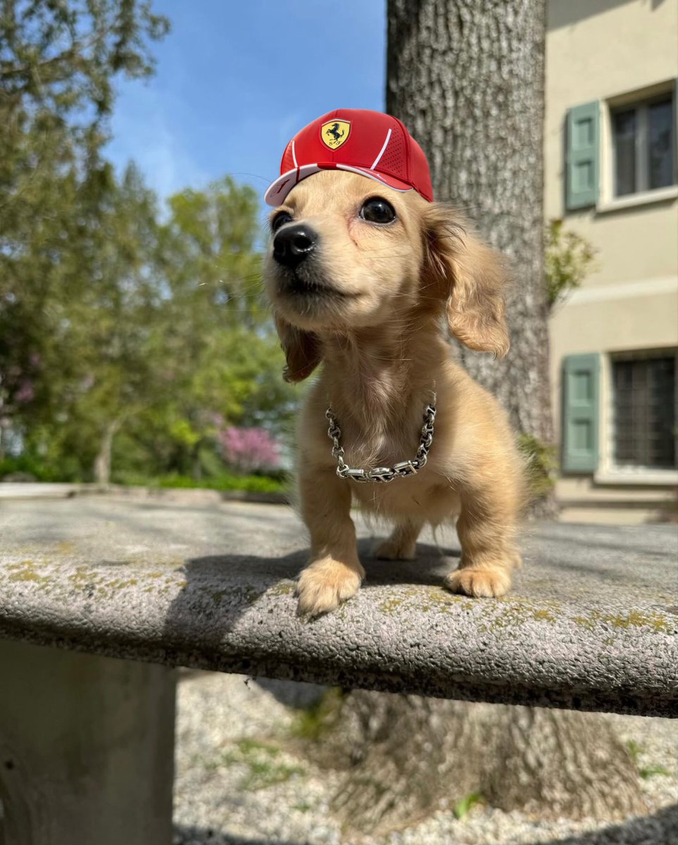 Leo (El perro de Leclerc)

Salió más veces en cámara que Sainz.

No hizo nada más que jugar en el paddock y eso fue suficiente para tener un mejor fin de semana que Checo Perez y Alonso.