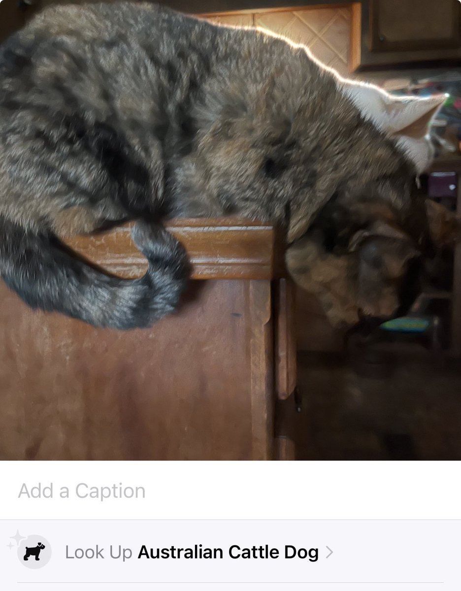 #iPhone/#siri identified Oliver as an “Australian cattle dog”… 

(His mama, Crystal, has some serious explaining to do…) 😸

#catsofTwitter #cats #CatsOnTwitter