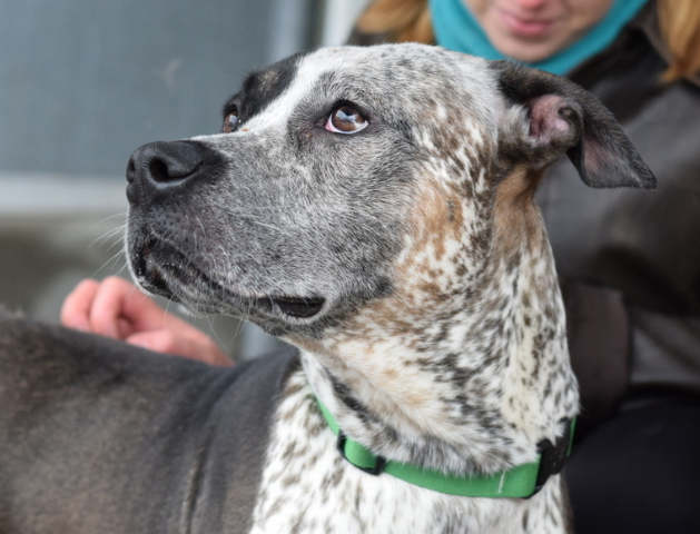 NMBewitched's tweet photo. #NationalRescueDogDay 
Cash kill listed for 5/21 #NYCACC 
#AdoptMe #RescueMe 

There is magic in a #Pittie #CattleDog mix 
Loyal, playful, active &amp; smart 
Motivated to learn &amp; please  
Sometimes vocal but always observant 

A great dog that does not like his cage
Tragic
#SaveCash https://t.co/xRz5D1cION