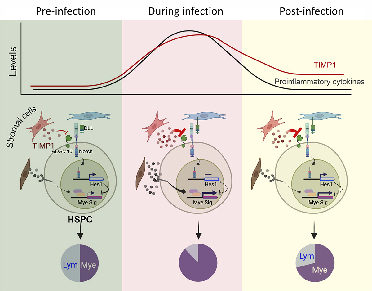 Song et al. report that TIMP1 is a key regulatory factor produced by post-infection hosts that sustains long-term myeloid-biased inflammatory #hematopoiesis. hubs.la/Q02x0fYp0

From our #Myeloid #StemCells and #Leukemia collection: hubs.la/Q02x0cTC0