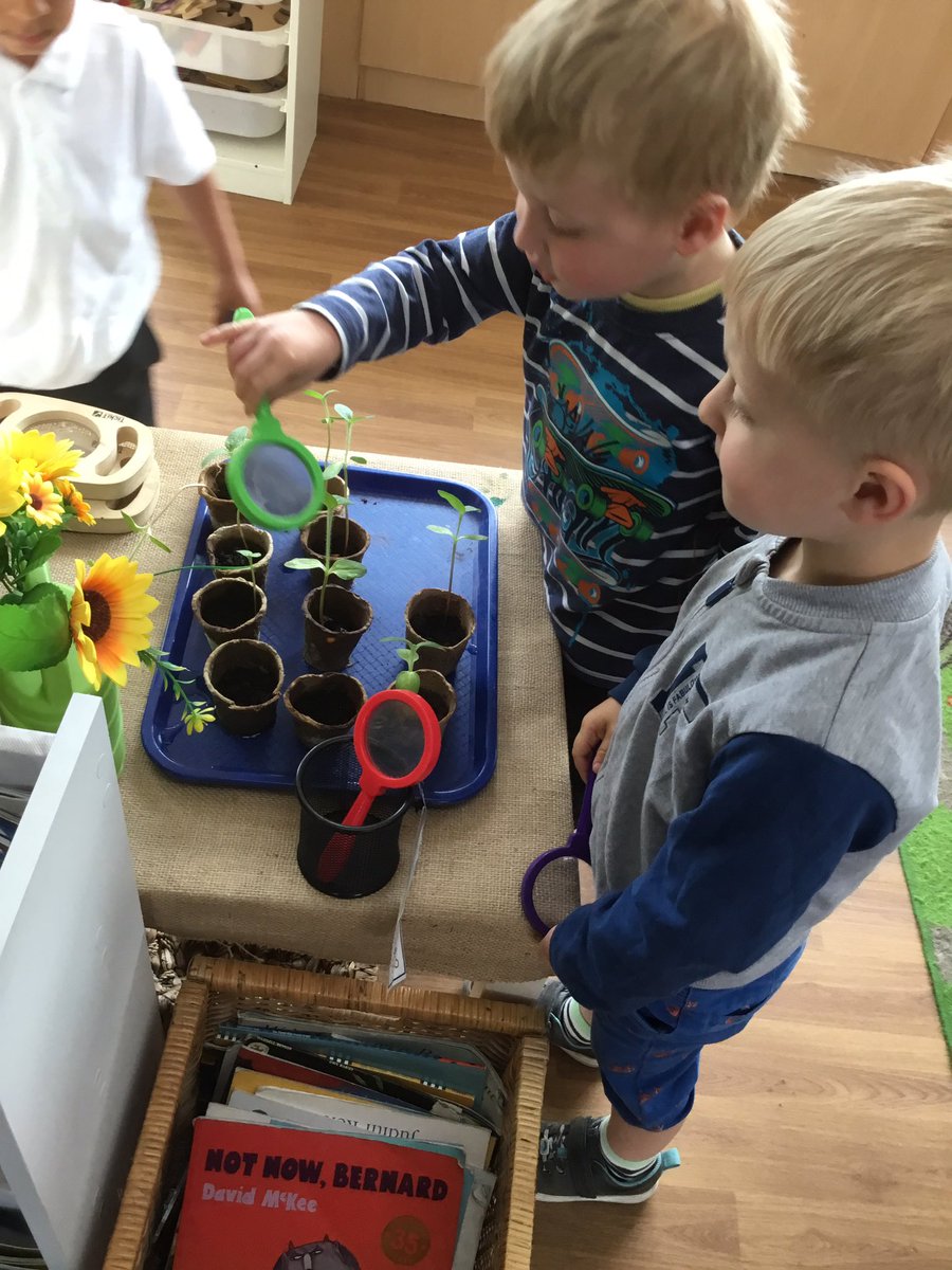 We have been investigating how are sunflowers are growing 🌱 🌻 #investigation #takeacloserlook @stsilasschool  @RainbowEduMAT