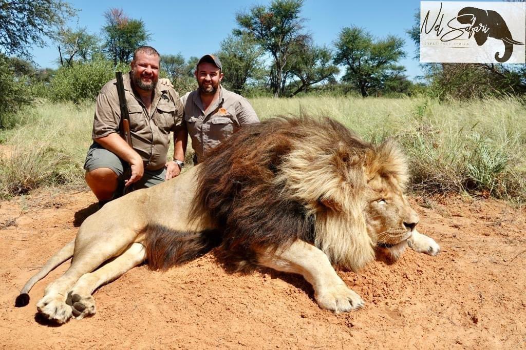 Frederik Jacobus Botha, SA on the left, hunted this lion in the Kalahari, with help of PH Ricus Nel. 'A tense hunt.' Only cowards hunt captive bred lions. RT #BanTrophyHunting #BanLionFarming @SARA2001NOOR @Gail7175 @DidiFrench @Lin11W @PeterEgan6 @LIONLOVERS5