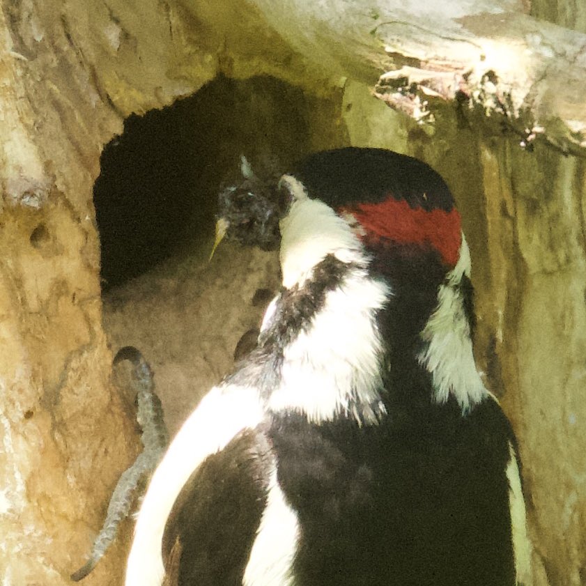 Another behaviour seen from the orchard box was the Great spotted woodpecker male that looked to remove a pellet from a chick. Trouble from the squirrel today, but more of that later…