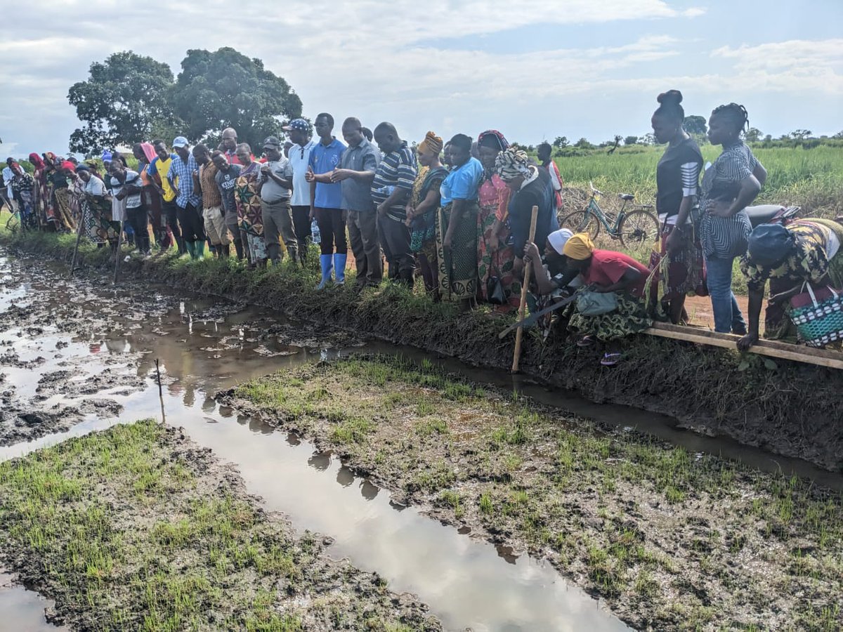 🌾Transitioning to sustainable food systems is vital to staying within planetary boundaries, feeding a growing population and combatting climate change. Last week, our #SUSTAINPro team in Morogoro trained farmers on the modified system for rice intensification (SRI) #WEFNexus