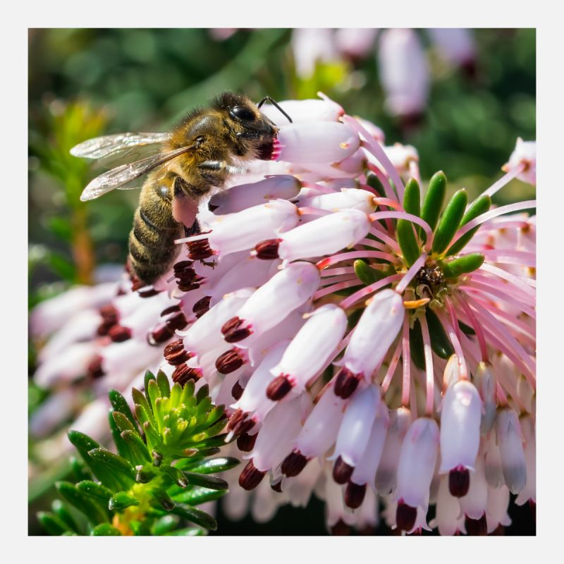 Today we celebrate the role of bees in ecosystems and agriculture. As #pollinators, bees are essential for plants and food production. They are under threat, so let's take a moment to appreciate these amazing creatures and their contributions to life. #WorldBeeDay #Conservation