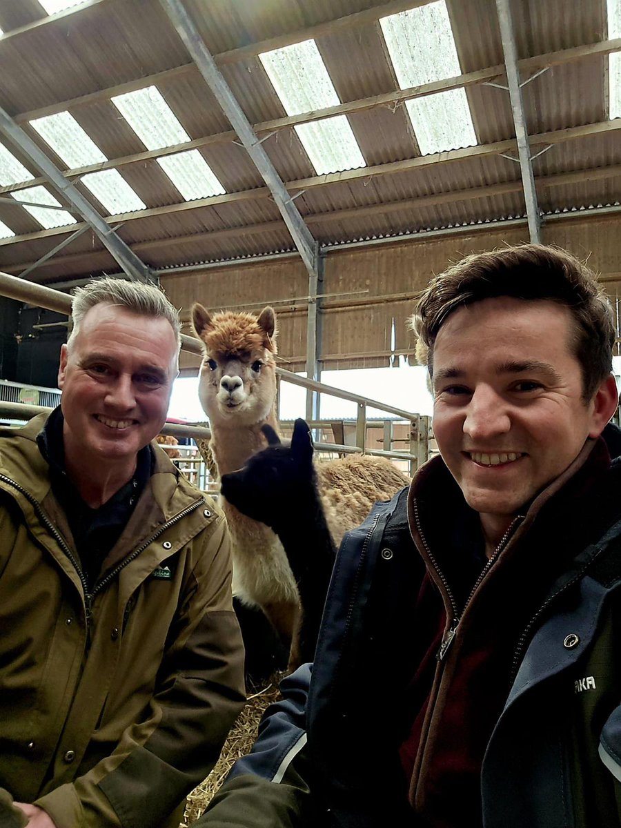✨Make sure you tune in to @theyorkshirevet on @channel5_tv tomorrow at 8pm where our alpacas will be making an appearance! 📺🦙