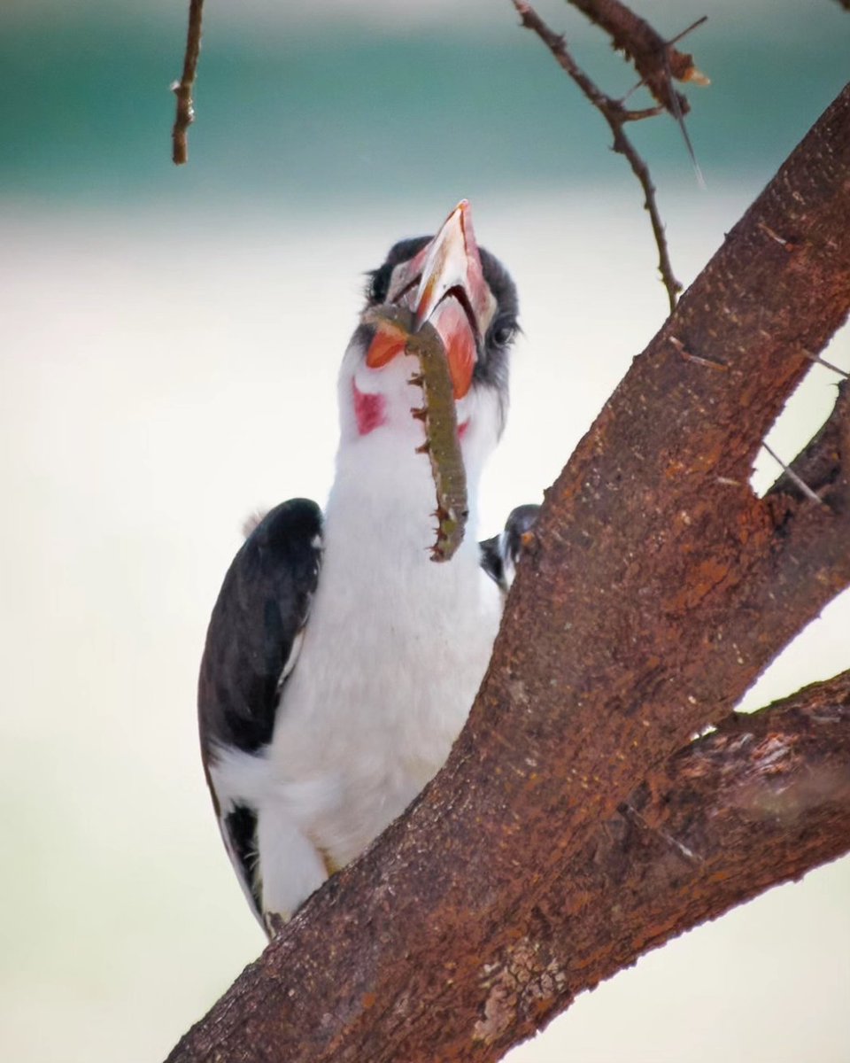 Wildlife of Africa 1)Chimpanzee | Kibale | Uganda 2)Diademed sifaka | Analamazaotra | Madagascar 3)Hooded Vulture | Serengeti | Tanzania 4)Red-billed Hornbill | Tarangire | Tanzania . . #discoverychannelin #africanparksnetwork #hipaae #habitat #bownaankamal