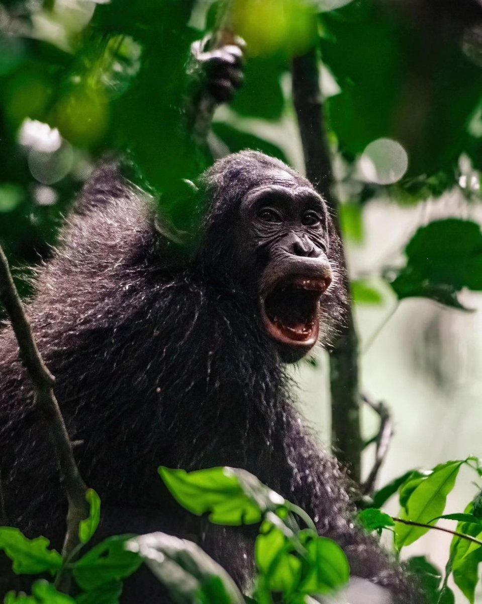 bownaankamal's tweet photo. Wildlife of Africa
1)Chimpanzee | Kibale | Uganda
2)Diademed sifaka | Analamazaotra | Madagascar
3)Hooded Vulture | Serengeti | Tanzania
4)Red-billed Hornbill | Tarangire | Tanzania
.
.
#discoverychannelin #africanparksnetwork #hipaae #habitat #bownaankamal #discoverafricawildlife #africanecosystem #afroca #liveforthestory #magicalafrica #jawsafrica #capturethewild #destinationwild #hakunamatata #jawswildlife #africanwildlife #planetearth