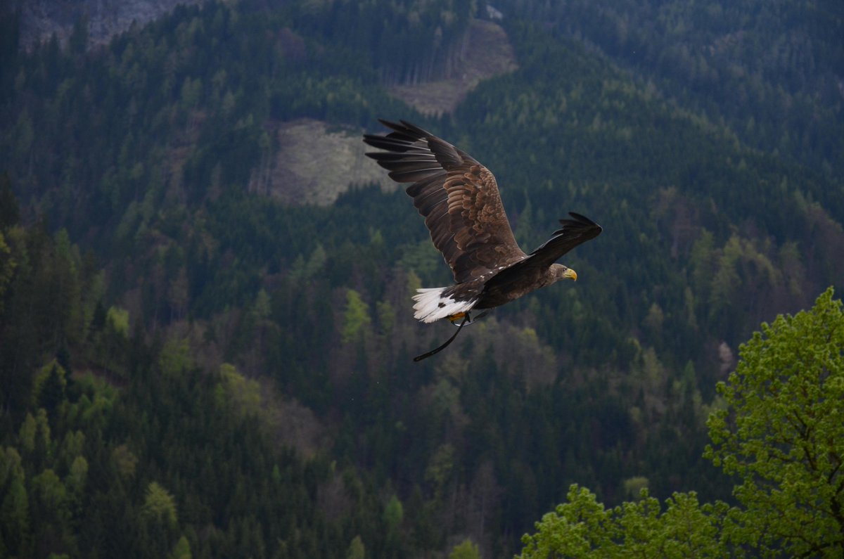 #birds #featheredmates #bird #birdphotography #birdphotography #birds_captures #birdphotography #birding #birdcaptures #birdsounds #birdphoto #petbird #petbirds #featheredfriends #featheredmate #featheredmates #eagle #eagles