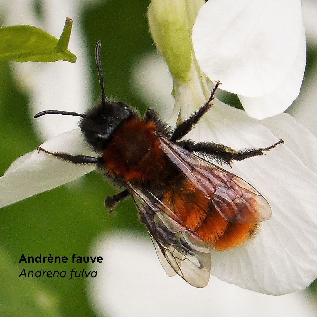 🐝  Abeilles et autres insectes pollinisateurs : qui sont-ils et quel est leur rôle ? Pourquoi disparaissent-ils ? Quelles conséquences entraînerait leur déclin ?

En cette #JournéeMondialeDesAbeilles, lisez notre dossier 👉 bit.ly/4bIjBgv