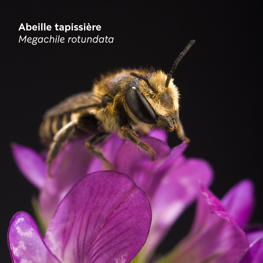 Muséum national d'Histoire naturelle tweet media