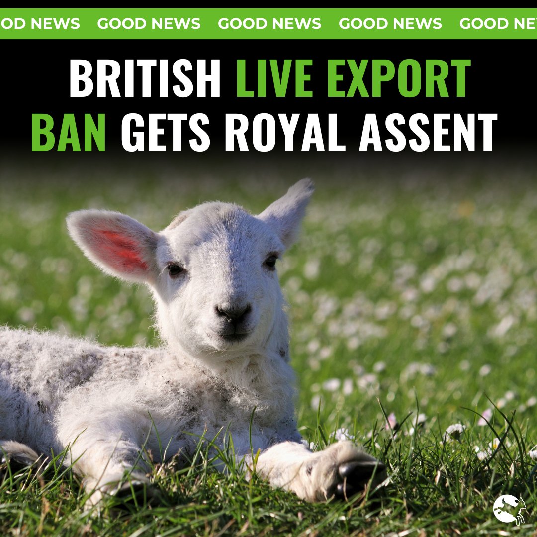 IT'S OFFICIAL: The British live export ban came into law today! 🎉 The Animals Welfare (Livestock Exports) Act received Royal Assent and has banned live exports! Together, we've done it! 💚 Rest of the world? Now it's your turn. #BanLiveExports @RSPCA_official