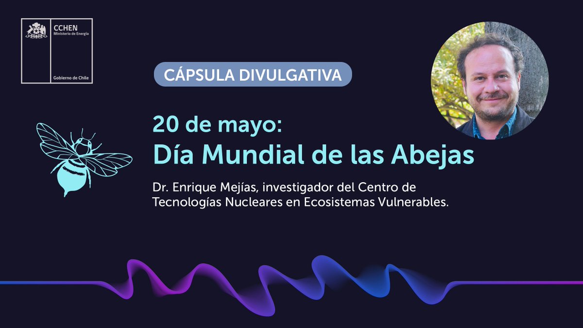 Hoy es el #DiaMundialdelasAbejas 🐝 Te invitamos a escuchar esta cápsula 🎙️, en la que nuestro investigador Dr. Enrique Mejías [@doctorplanta77], nos cuenta por qué se conmemora y cómo contribuimos desde @cchen_gob a su cuidado. 🔊¡Dale play! bit.ly/3ypiAeS