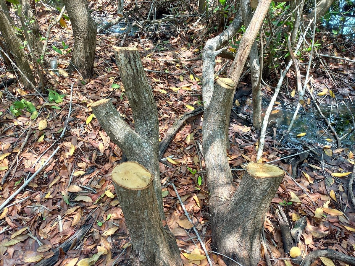 arpassv's tweet photo. #Ambiente| La comunidad de la playa Icanal #denuncian usurpación de tierras y depredación del Manglar en “El Icacal”, por la empresa Desarrollos Turísticos del Pacífico ante el establecimiento del circuito turístico #SurfCityII.
@MedioAmbienteSV
@MILPAelsalvador
#ARPAS #RedArpas https://t.co/dWIcIPHxII