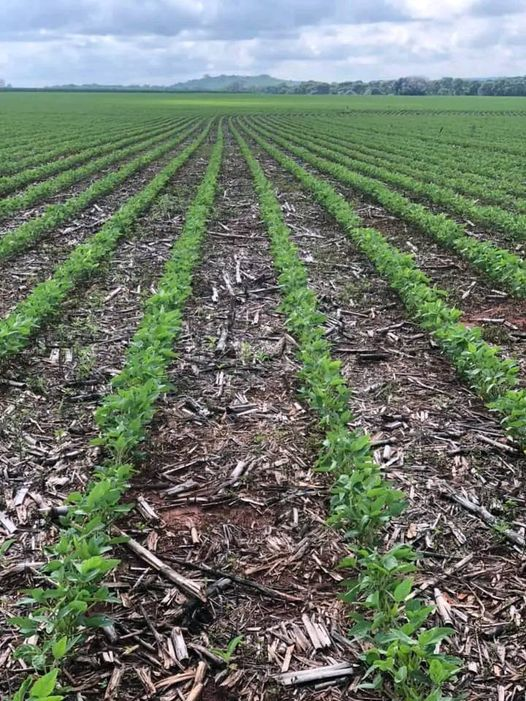 Weed Management in Soybeans.
