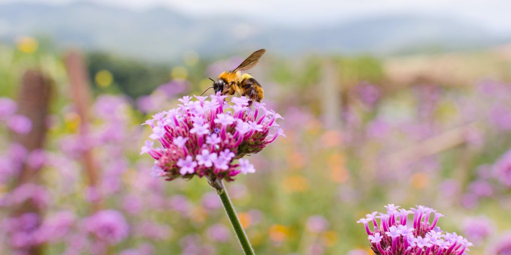 #WorldBeeDay Our teams have been busy bees 🐝 supporting local bee populations with a variety of initiatives from building bee banks to planting wildflowers. Plus, in 2023 alone, we installed more than 20 beehives across our sites. Find out more about our #sustainability