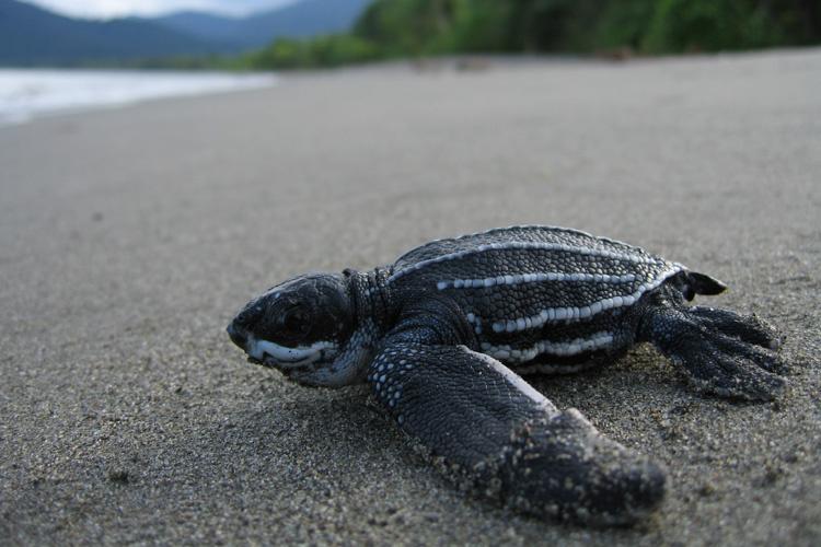 Did you know a three inch hatchling can grow into a 2000 pound leatherback sea turtle? Leatherback sea turtles are the biggest among the seven species of sea turtles in the ocean, and can grow up to six feet long! They are endangered and can be found throughout the Atlantic,