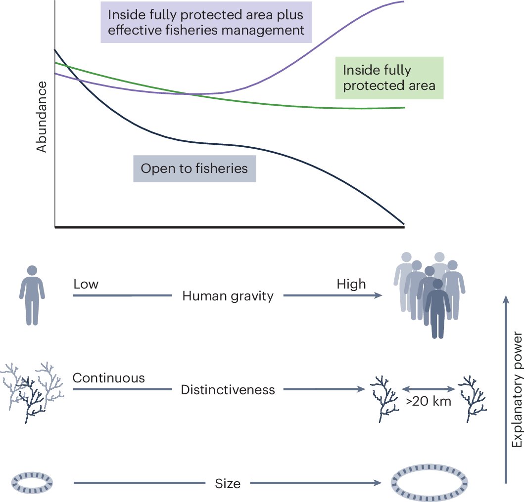 Mixed management boosts #reef #shark abundance. 👇 rdcu.be/dIrfP News&Views piece out today with @SpringerNature in @NatureEcoEvo detailing the latest key findings to come out of the @globalfinprint Original study by @jgertza et al. here: nature.com/articles/s4155…